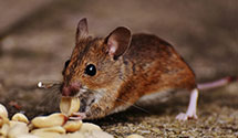 24 Hour & Emergency Exterminators in Glendale, WI